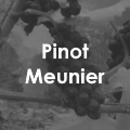 Pinot Meunier